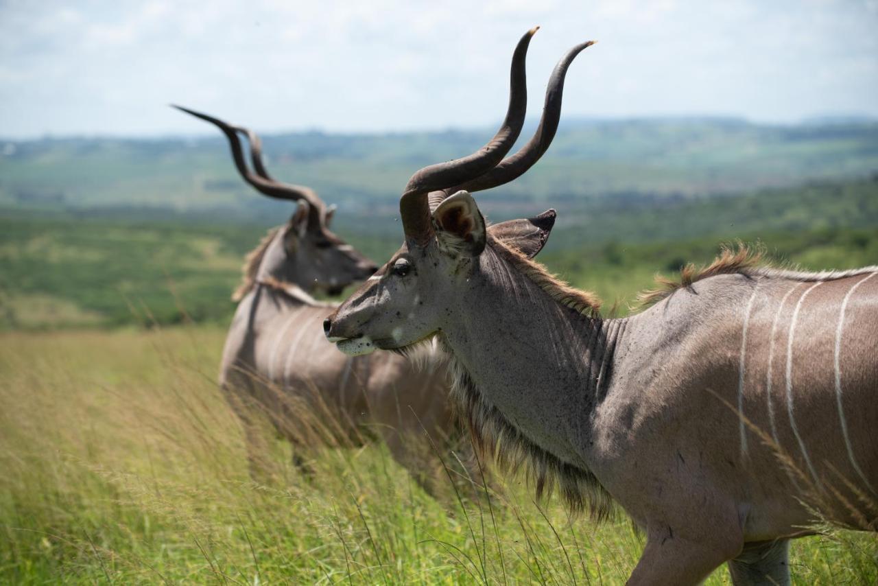 Tala Collection Game Reserve Silverton Екстер'єр фото