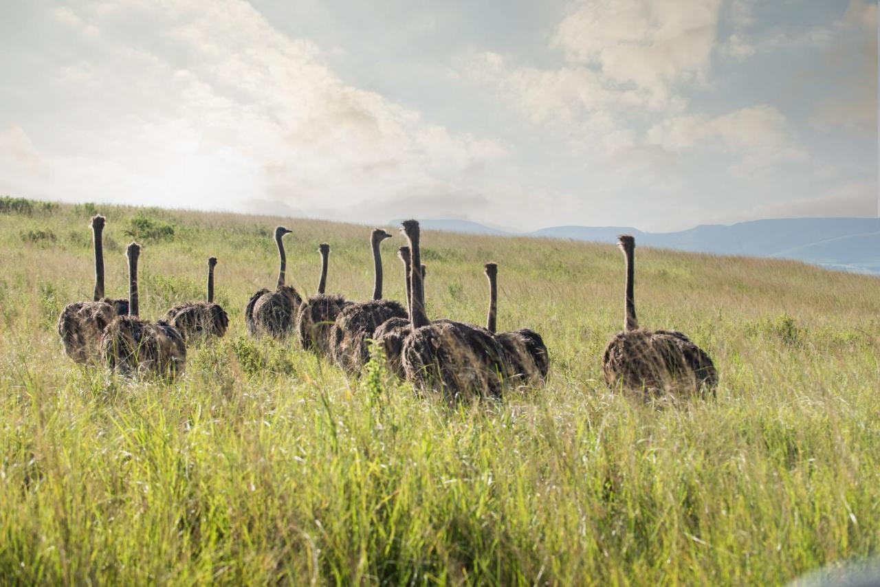 Tala Collection Game Reserve Silverton Екстер'єр фото